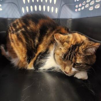 COCO -  Domestic Short Hair Cat for Adoption in Kalamazoo, Michigan - COCO | PetCurious