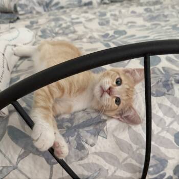 Rescue Domestic Short Hair Cats for Adoption in Abbeville, South Carolina - 1243 Alex | PetCurious