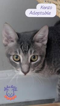 Kento -  Domestic Short Hair Cat for Adoption in Honolulu, Hawaii - Kento | PetCurious