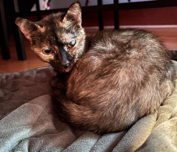 DOT -  Domestic Short Hair Cat for Adoption in Methuen, Massachusetts - DOT | PetCurious