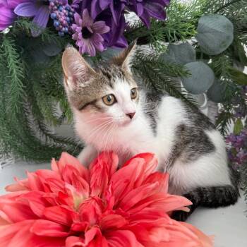 Tucana Limon 56315 -  Domestic Short Hair Cat for Adoption in Eaton Rapids, Michigan - Tucana Limon 56315 | PetCurious