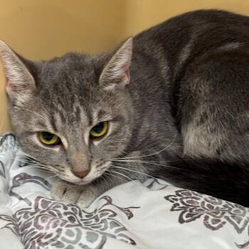 Missy -  Domestic Short Hair Cat for Adoption in East Hanover, New Jersey - Missy | PetCurious