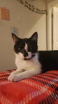 Domestic Short Hair Cats Available for Adoption - Ziggi | PetCurious