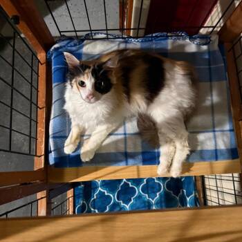 C26-046 Maizie -  Domestic Medium Hair Cat for Adoption - C26-046 Maizie | PetCurious