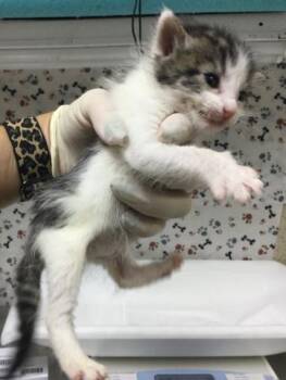 HAWTHORNE -  Domestic Short Hair Cat for Adoption in Riverside, California - HAWTHORNE | PetCurious