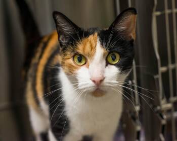 Rescue Domestic Short Hair Cats for Adoption in Mont Belvieu, Texas - Blair | PetCurious