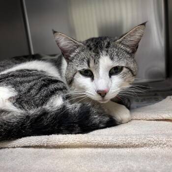Domestic Short Hair Cats Available for Adoption in Asheville, North Carolina - Ham Sandwich | PetCurious