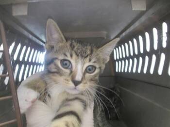 DEKU -  Domestic Short Hair Cat Available for Adoption in Ocala, Florida - DEKU | PetCurious