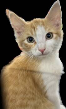 Milton -  Domestic Medium Hair Cat for Adoption in Redlands, California - Milton | PetCurious