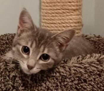 Domestic Short Hair Cats Available for Adoption - Jackie26 | PetCurious