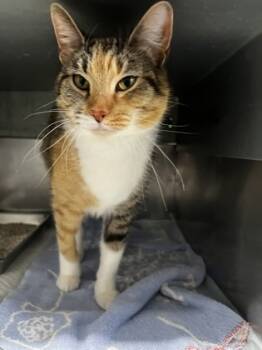 Rescue Domestic Short Hair Cats for Adoption in Simcoe, Ontario - WhyCallie | PetCurious