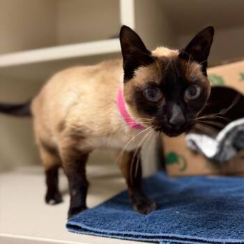 Phoebe -  Siamese Cat for Adoption in Fairport, New York - Phoebe | PetCurious