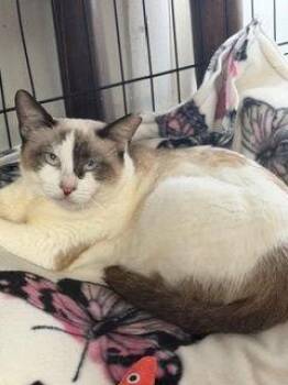 Siamese and Snowshoe Cats Available for Adoption - Ella | PetCurious