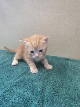 Theo -  Domestic Short Hair Cat for Adoption in Fishers, Indiana - Theo | PetCurious
