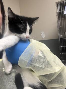 Domestic Short Hair Cats Available for Adoption in Las Vegas, Nevada - CLAWDIA | PetCurious