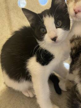 CARMEN* -  Domestic Short Hair Cat for Adoption in Santa Cruz, California - CARMEN* | PetCurious