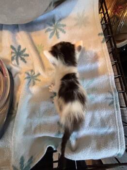 Dot -  Domestic Short Hair and Tabby Cat for Adoption in Richmond, Virginia - Dot | PetCurious