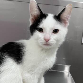 Domestic Short Hair Cats Available for Adoption in Washburn, Missouri - Moozarella | PetCurious