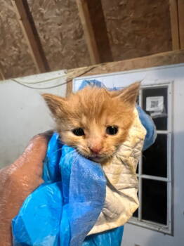 Rescue Domestic Short Hair Cats for Adoption in Cromwell, Kentucky - Sonny | PetCurious