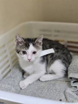 Rescue Domestic Short Hair Cats for Adoption in North Charleston, South Carolina - 88298a Jiji-Dolittle`s West Ashley | PetCurious