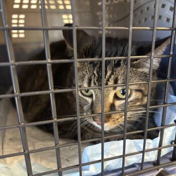 Bandit -  Domestic Short Hair Cat for Adoption in West Palm Beach, Florida - Bandit | PetCurious