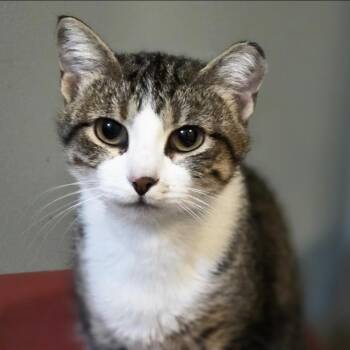 Paulina -  Calico and Tabby Cat for Adoption in Farmington, Minnesota - Paulina | PetCurious