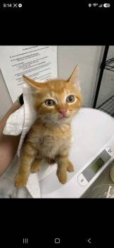 Stoick The Vast -  Domestic Short Hair Cat for Adoption in Sevierville, Tennessee - Stoick The Vast | PetCurious