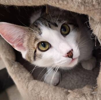 Domestic Short Hair Cats Available for Adoption - Ozzy | PetCurious