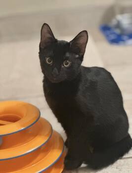 Jinx -  Domestic Short Hair Cat for Adoption in Trophy Club, Texas - Jinx | PetCurious