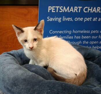 Topaz -  Domestic Short Hair Cat for Adoption in Rowlett, Texas - Topaz | PetCurious