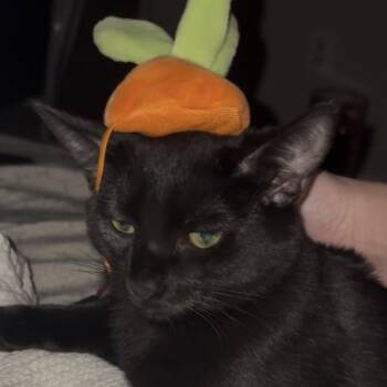 Texas -  Domestic Short Hair Cat for Adoption in Baltimore, Maryland - Texas | PetCurious