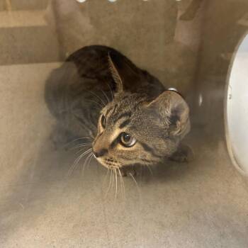 Murray -  Domestic Short Hair Cat for Adoption in Roxboro, North Carolina - Murray | PetCurious