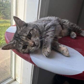 Patti LuPawne -  Domestic Short Hair Cat for Adoption in West Des Moines, Iowa - Patti LuPawne | PetCurious