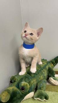 Domestic Short Hair Cats Available for Adoption in Picayune, Mississippi - Peep | PetCurious