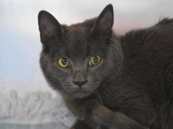 Domestic Short Hair Cats Available for Adoption - Kiwi | PetCurious