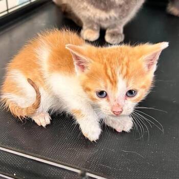 Tawny -  Domestic Short Hair Cat for Adoption in Fairfax Station, Virginia - Tawny | PetCurious
