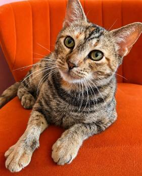Sally -  Calico and Tabby Cat for Adoption in Los Angeles, California - Sally | PetCurious