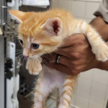 Dreamsicle -  Domestic Short Hair Cat for Adoption in Lake Panasoffkee, Florida - Dreamsicle | PetCurious