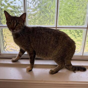 Domestic Short Hair Cats Available for Adoption - TUSC-Stray-83868 | PetCurious