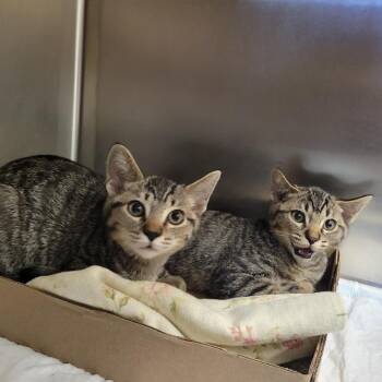 Domestic Short Hair Cats Available for Adoption in Westminster, California - WAGS-Stray-21769_2 | PetCurious