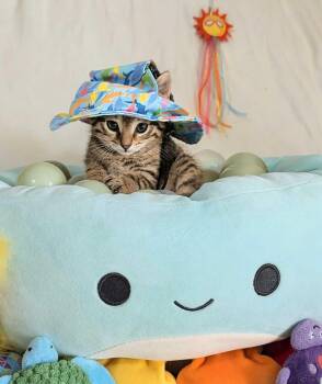 Cygnus -  Domestic Short Hair Cat for Adoption in Seven Valleys, Pennsylvania - Cygnus | PetCurious