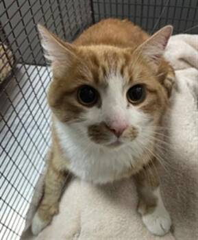CITRUS -  Domestic Short Hair Cat for Adoption in Redlands, California - CITRUS | PetCurious