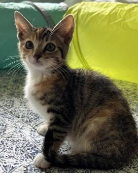 Gladys -  Domestic Short Hair Cat for Adoption in Novato, California - Gladys | PetCurious