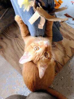 Rescue Domestic Short Hair Cats for Adoption in Mineola, Texas - Chandler | PetCurious