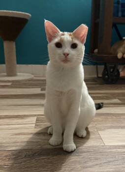Rescue Domestic Short Hair Cats for Adoption in Boca Raton, Florida - Sloan | PetCurious