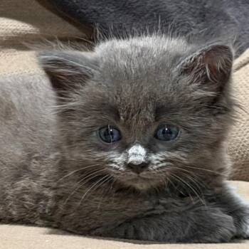Basil -  Domestic Short Hair Cat for Adoption in Westminster, California - Basil | PetCurious