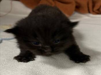 SINGER -  Domestic Short Hair Cat for Adoption in Derwood, Maryland - SINGER | PetCurious