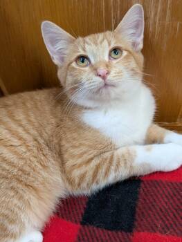 Red Haven -  Domestic Short Hair Cat for Adoption in Tilton, Illinois - Red Haven | PetCurious