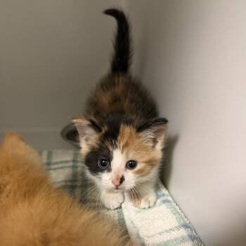 Nova -  Domestic Short Hair Cat for Adoption - Nova | PetCurious
