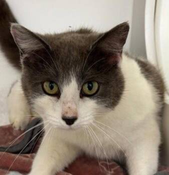 Georgia -  Domestic Short Hair Cat for Adoption in Greenfield, Indiana - Georgia | PetCurious